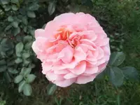 Bilda001.webp