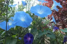 DSCF2336.webp