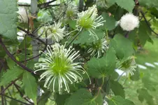 DSCF2333.webp