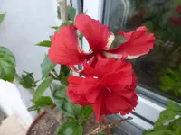 P1470611.webp