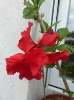 P1470610.webp