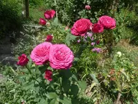 P1470640.webp