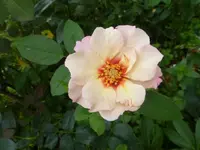 P1470620.webp