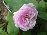 P1470617.webp