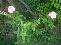 P1470572.webp