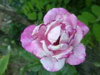 P1470573.webp