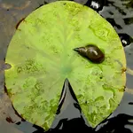 Copy of Gartenclub15.2.06 045v.webp