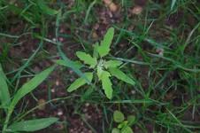 20150723-Sandstrasse-1DS37005.webp