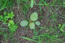 20150723-Sandstrasse-1DS37003.webp