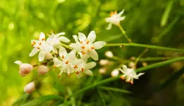 Asparagus_Blüte.webp