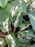 059_600x800.webp