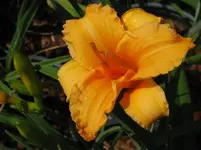 mandarienchen_1067x800.webp