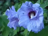 P1470450.webp