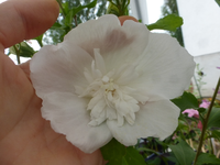 P1470333.webp