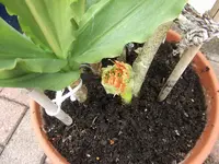 Haemanthus-Scadoxus-Kindl 2015.webp