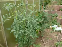 solo Tomaten.webp