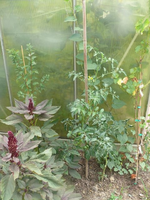 solo Tomaten2.webp