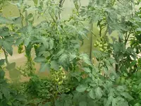 Tomaten.webp