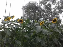 20150723_160251.webp