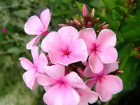 DSCN9482.webp