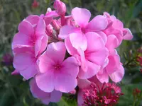 DSCN9634.webp