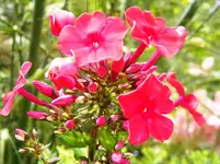 DSCN9657.webp