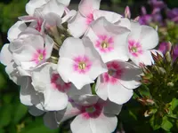 DSCN9660.webp