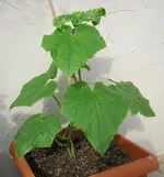 Picolino2.jpg