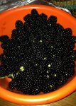 Brombeeren xxl.jpg