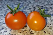 sungold.webp