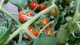 sunlemon.webp