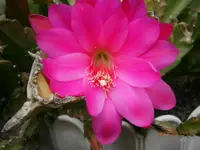 P7230820.webp