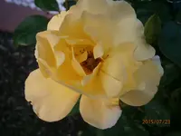 P7230821.webp