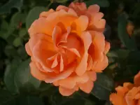 P7230822.webp