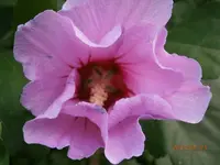 P7230830.webp
