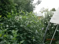 P7230832.webp