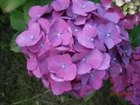 P7230833.webp