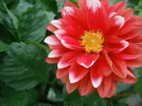 P7230835.webp