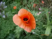 P7230836.webp
