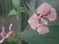 P7230838.webp