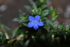Steinsame_0004.webp