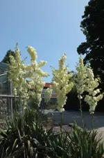Palmlilie.webp