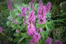 DSCF2279 (2).webp