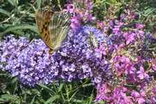 DSCF2298.webp