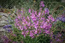 DSCF2300 (2).webp