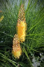 DSCF2138 (2).webp