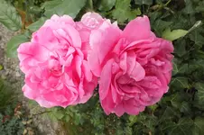 DSCF2183.webp