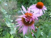 P1470550.webp