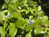 BILD4225.webp