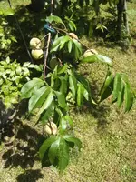 BILD4224.webp